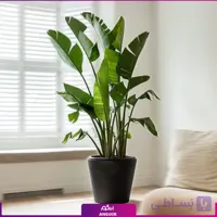 نخل نیکولای با گلدان گلخانه ای