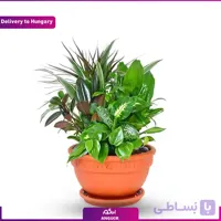 گلدان گیاهان سبز (تحویل در مجارستان)
