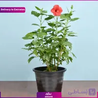 گیاه هیبیسکوس گلدار (دبی و امارات)