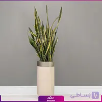 گلدان هدیه لوکس با سانسوریا ابلق فایبر گلاس