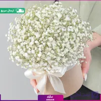 باکس گل ژیپسوفیلا سفید (گل عروس)