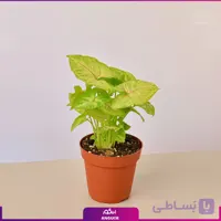 سینگونیوم کرم