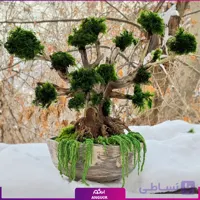 بونسای درخت جاودان