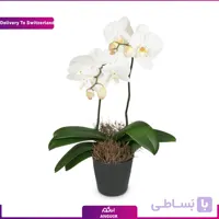 گلدان ارکیده (تحویل در سوئیس)