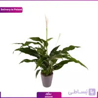 گل اسپاتی فیلوم (تحویل در لهستان)