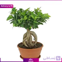 Ficus Ginseng (Delivery to France)