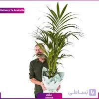 نخل کنتیا (تحویل در استرالیا)