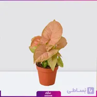 سینگونیوم صورتی کوچک
