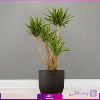 گلدان خاص فایبرگلاس با یوکا تنه دار بزرگ