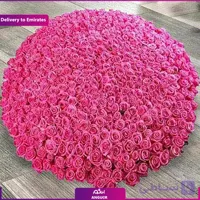باکس گل رز 500 شاخه (تحویل در امارات)