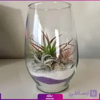 گیاه تیلادنزیا در تنگ شیشه ای