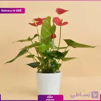 گلدان آنتوریوم قرمز (ارسال به دبی و امارات)