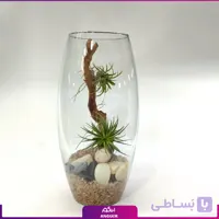 گیاه تیلادنزیا