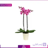 گلدان ارکیده دو شاخه (ارسال گل به کانادا)