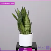 گلدان سانسوریا سبز