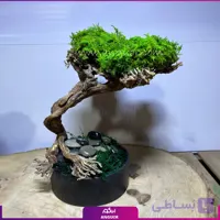 گیاه بونسای 20سانتی متری