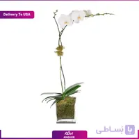 گلدان ارکیده (تحویل در امریکا)