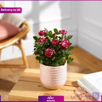 The Marble Rose (Delivery to UK)