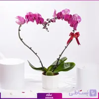 گلدان ارکیده دو عاشق