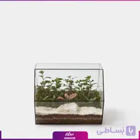 تراریوم کتابی نشسته