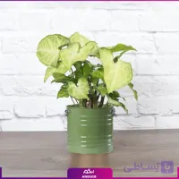 سینگونیوم پروانه ای