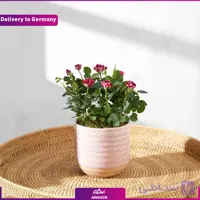 گل گلدانی رز (ارسال هدیه به آلمان )