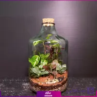 تراریوم شیشه ای به همراه چوب پنبه