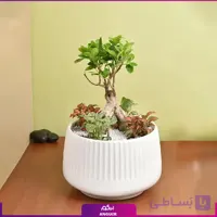 بونسای بنجامین با گلدان سرامیکی