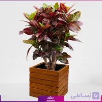 کروتون با گلدان چوبی مربعی