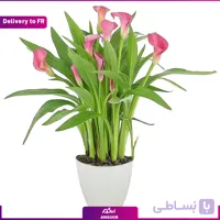 Majestic arums (Delivery to France)