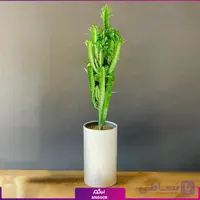 افوربیا تریگونا با گلدان پلیمیری استوانه ای