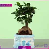 بونسای فیکوس جنسینگ (تحویل در هند)