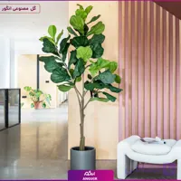 درختچه فیکوس لیراتا سایز بزرگ (مصنوعی وارداتی)
