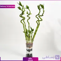 9 شاخه لاکی بامبو (دبی و امارات)