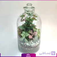 تراریوم جنگل شیشه ای