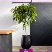 آمستل کینگ با گلدان فایبرگلاس