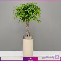 گلدان هدیه VIP فایبر گلاس با فیکوس بنجامین تنه بافت + زیر گلدانی چرخدار