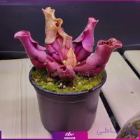 گیاه گوشتخوار ساراسنیا مارون