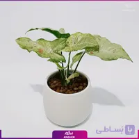 سینگونیوم لکه صورتی
