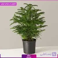گلدان کاج مطبق