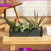 (Delivery to UK) The Letterbox Houseplants