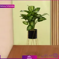 گلدان دیفن یاخیا (دبی و امارات)
