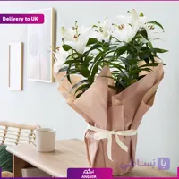 گلدان لیلیوم ( تحویل در انگلستان)