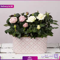 Pastel Rose (Delivery to UK)