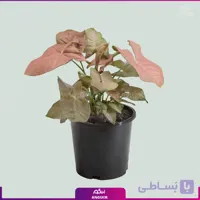 گل سینگونیوم صورتی