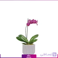گلدان ارکیده بنفش تک شاخه