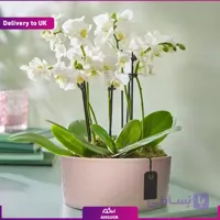 گلدان ارکیده VIP (تحویل در انگلستان)