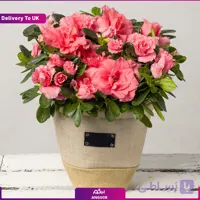 آزالیا صورتی در گلدان پارچه‌ای شیک (تحویل در انگلستان)