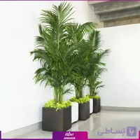 گلدان فایبرگلاس مشکی نخل اریکا و پتوس