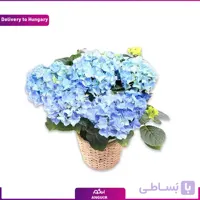 گل هورتانسیا (تحویل در مجارستان)